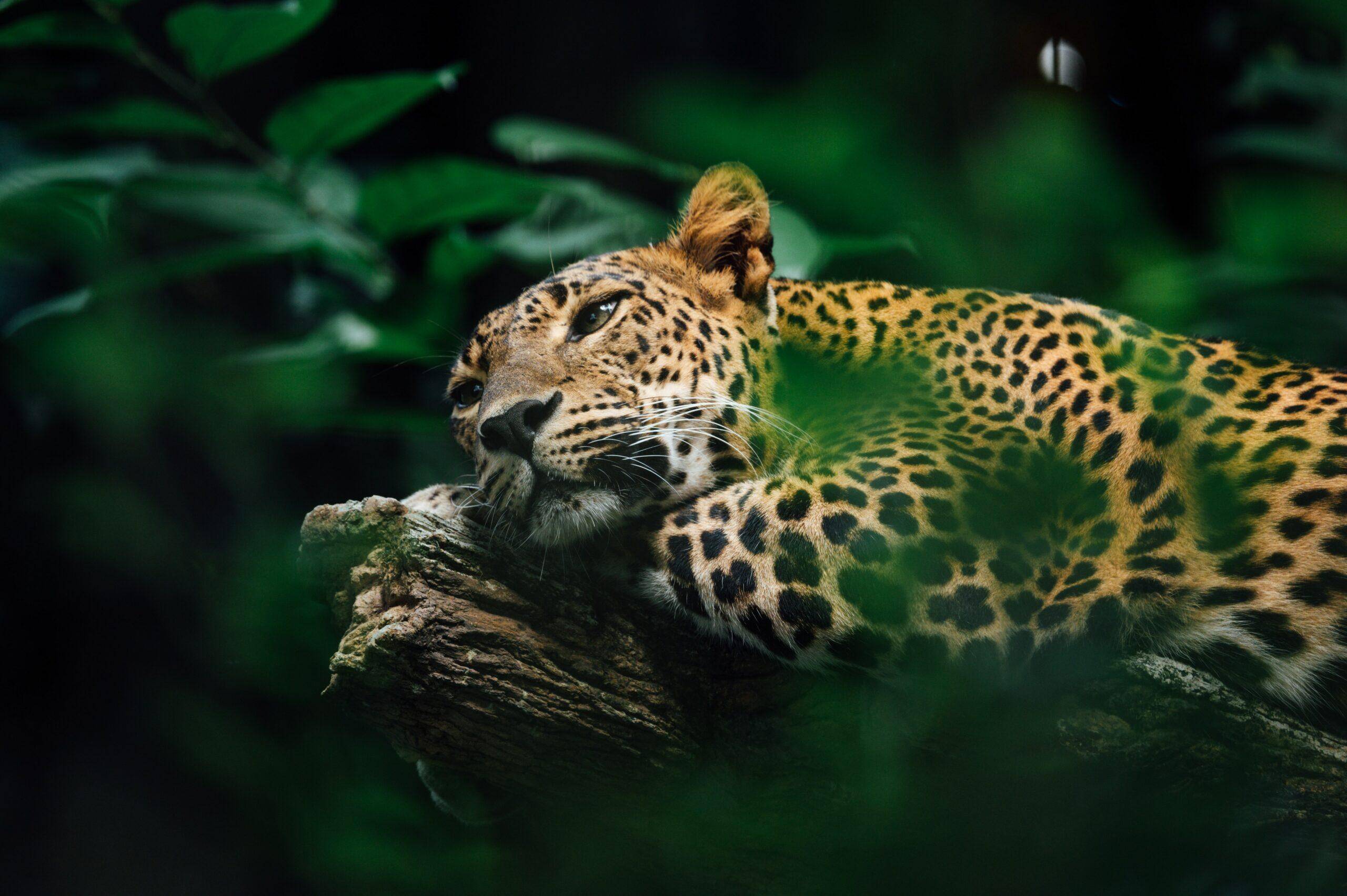 AFRICAN LEOPARD