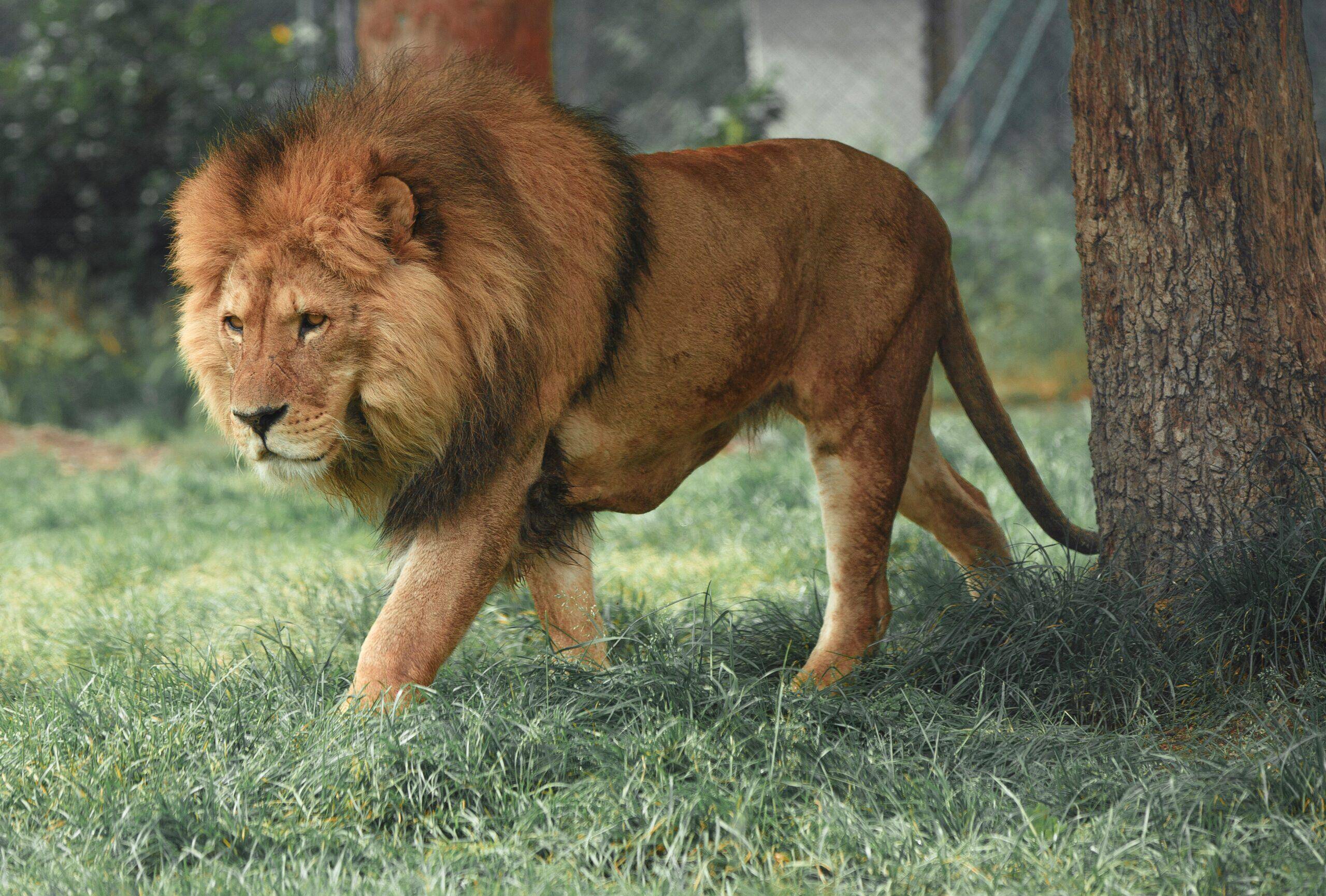 AFRICAN LION