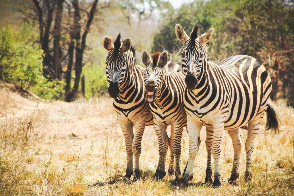 BURCHELL’S ZEBRA