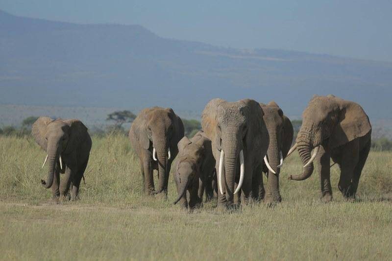 AFRICAN ELEPHANT