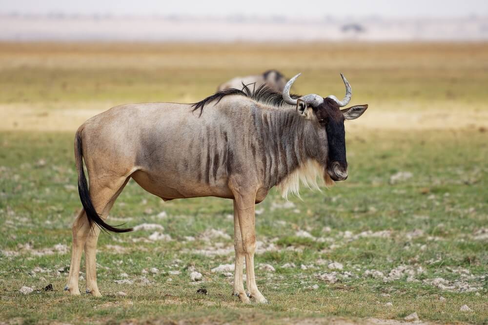 WHITE-BEARDED WILDEBEEST