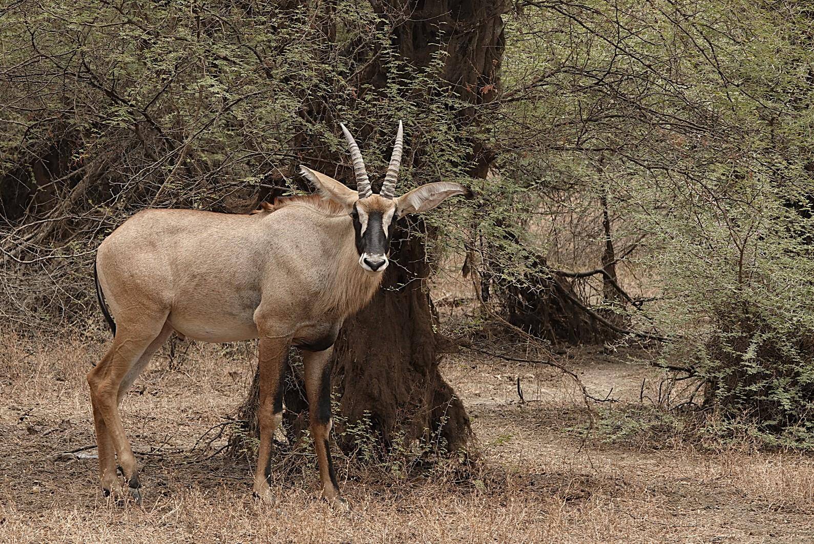 Western Roan Hunting Safaris in Africa