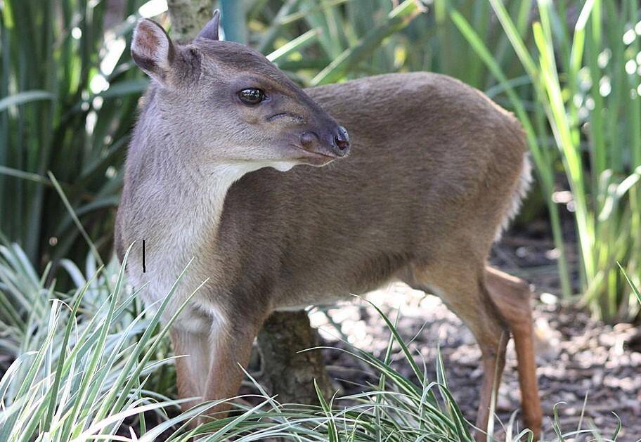 Targeting The White-Bellied Duiker (Gabon) 