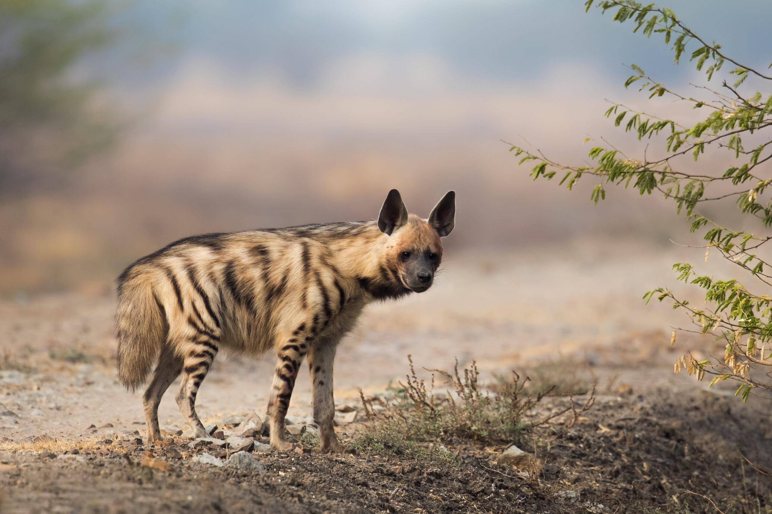 Striped Hyena Hunting Safaris in Africa: Costs, Areas & What to Expect