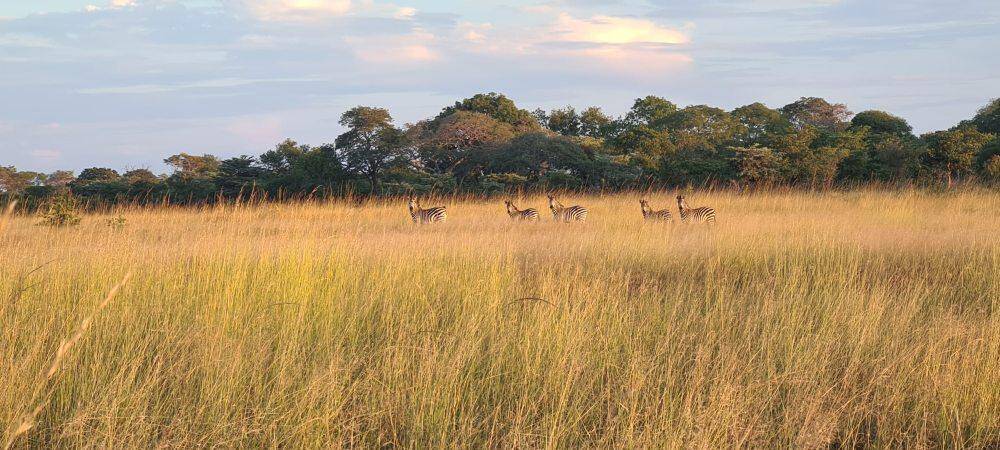 Hunting In Zambia: Exploring & Hunting in the Nkala GMA