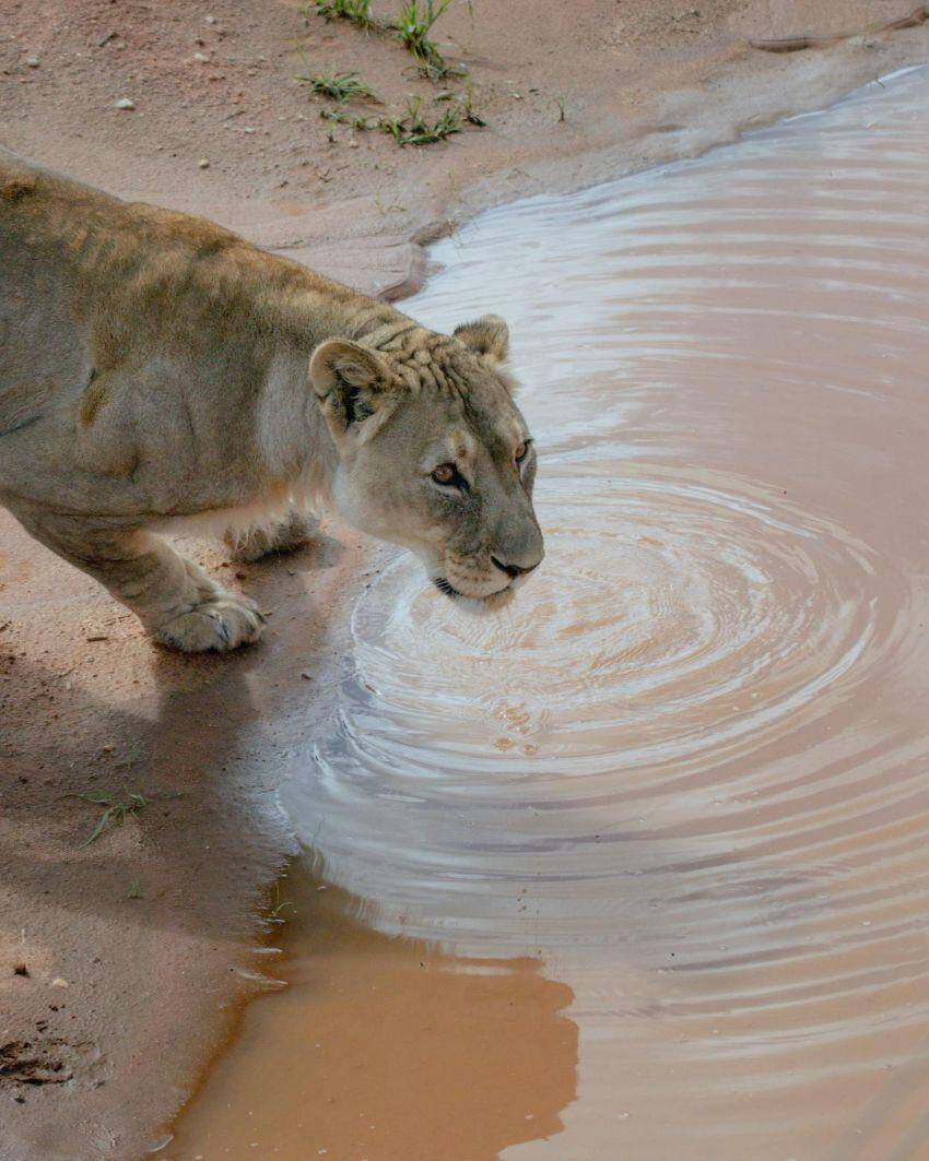 What It Takes To Hunt A Lion In Africa: The Ultimate Guide To Game Hunting Safaris