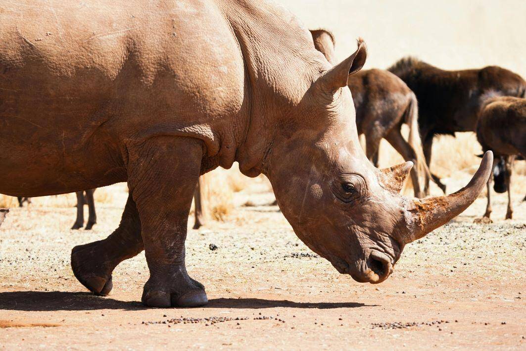 Regulations And Ethics In Botswana Safari Hunting