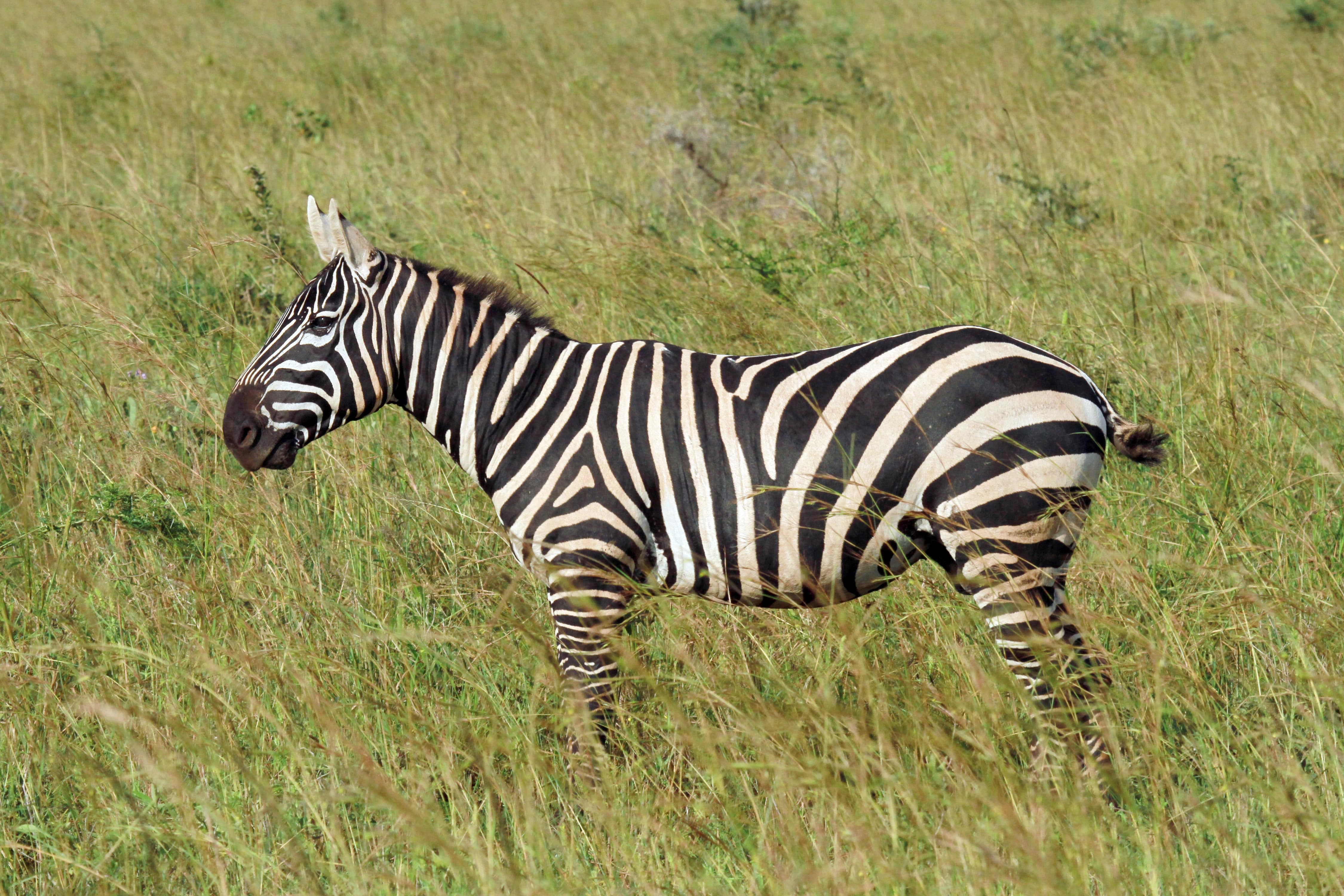 MANELESS ZEBRA