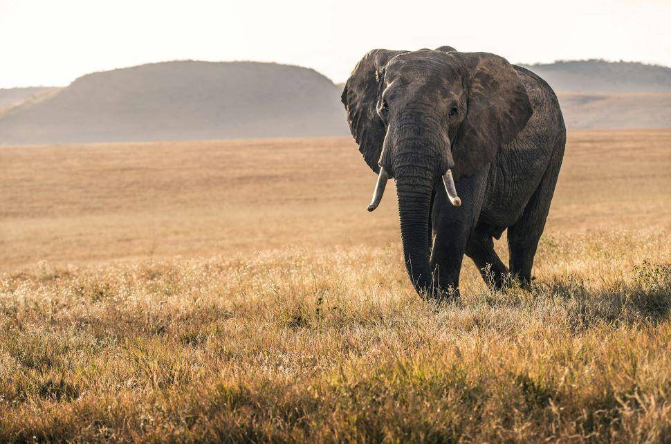 Botswana's Elephant Hunting Regulations