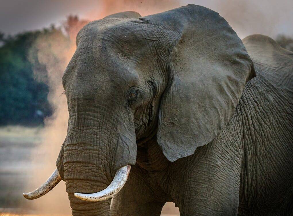 South Africa Hunting: A Journey Through The Wild