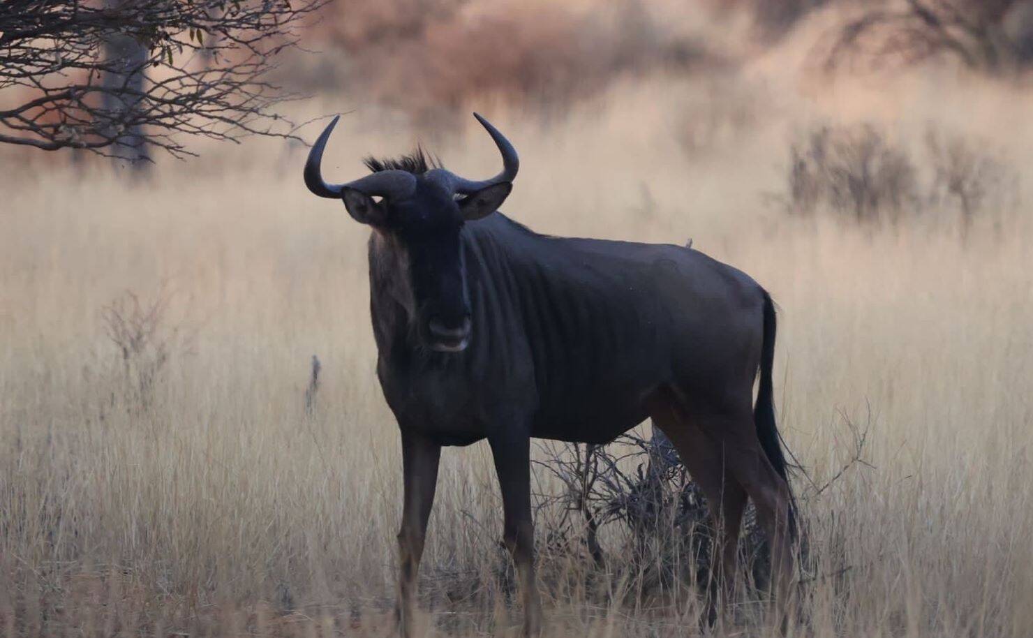 Wildebeest Hunting: Facts, Stats And Good Times