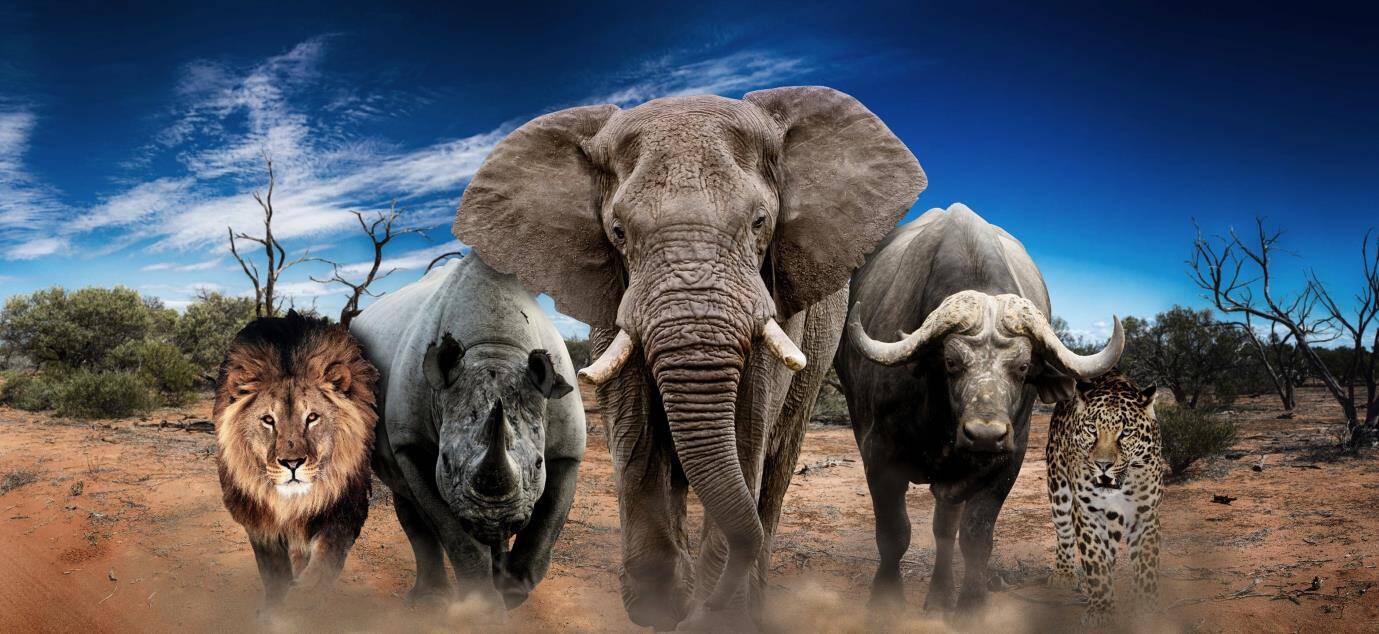 How Much Does a Big 5 Hunt Cost? (Real Africa Prices Explained)