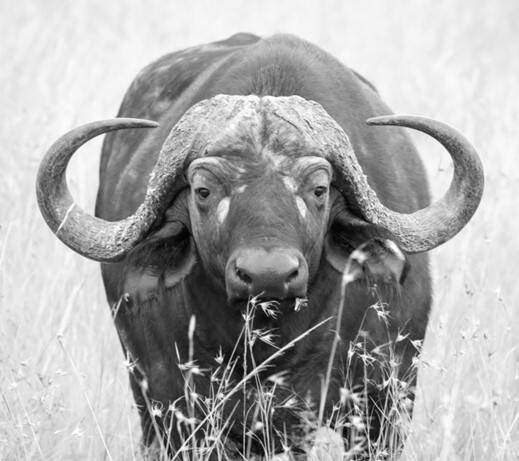 Buffalo Hunting in Zambia: Why Hunters Keep Coming Back