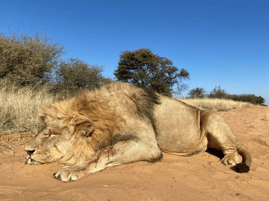 Why Lion Hunting Is Unlike Any Other Dangerous Game Safari