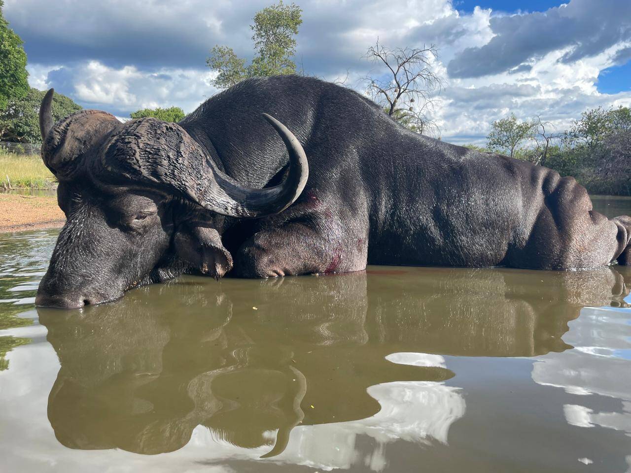 Cape Buffalo Hunting in Africa: U.S. Hunter’s Complete Guide