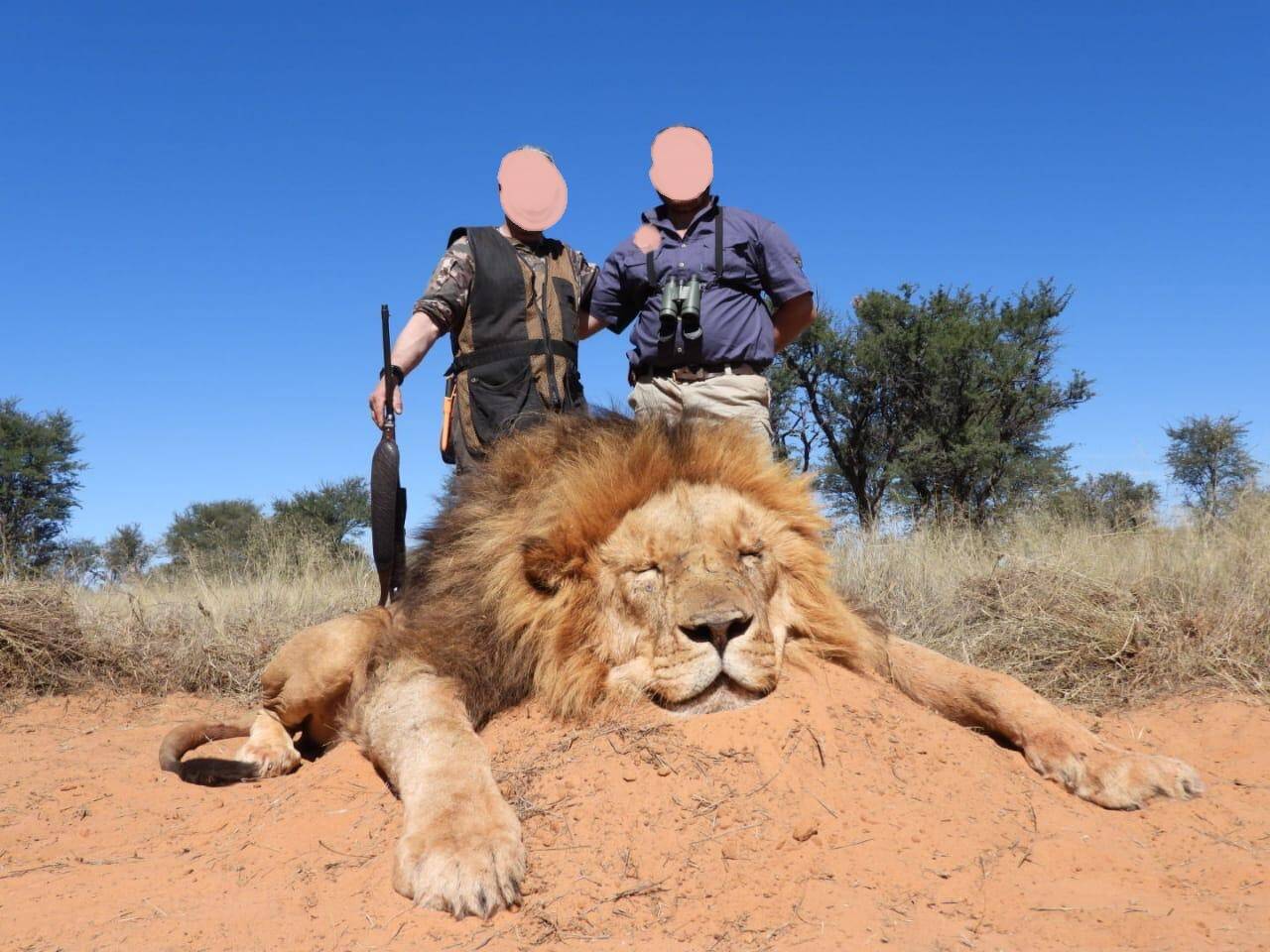 Traditional Lion Hunting Safari in Zimbabwe