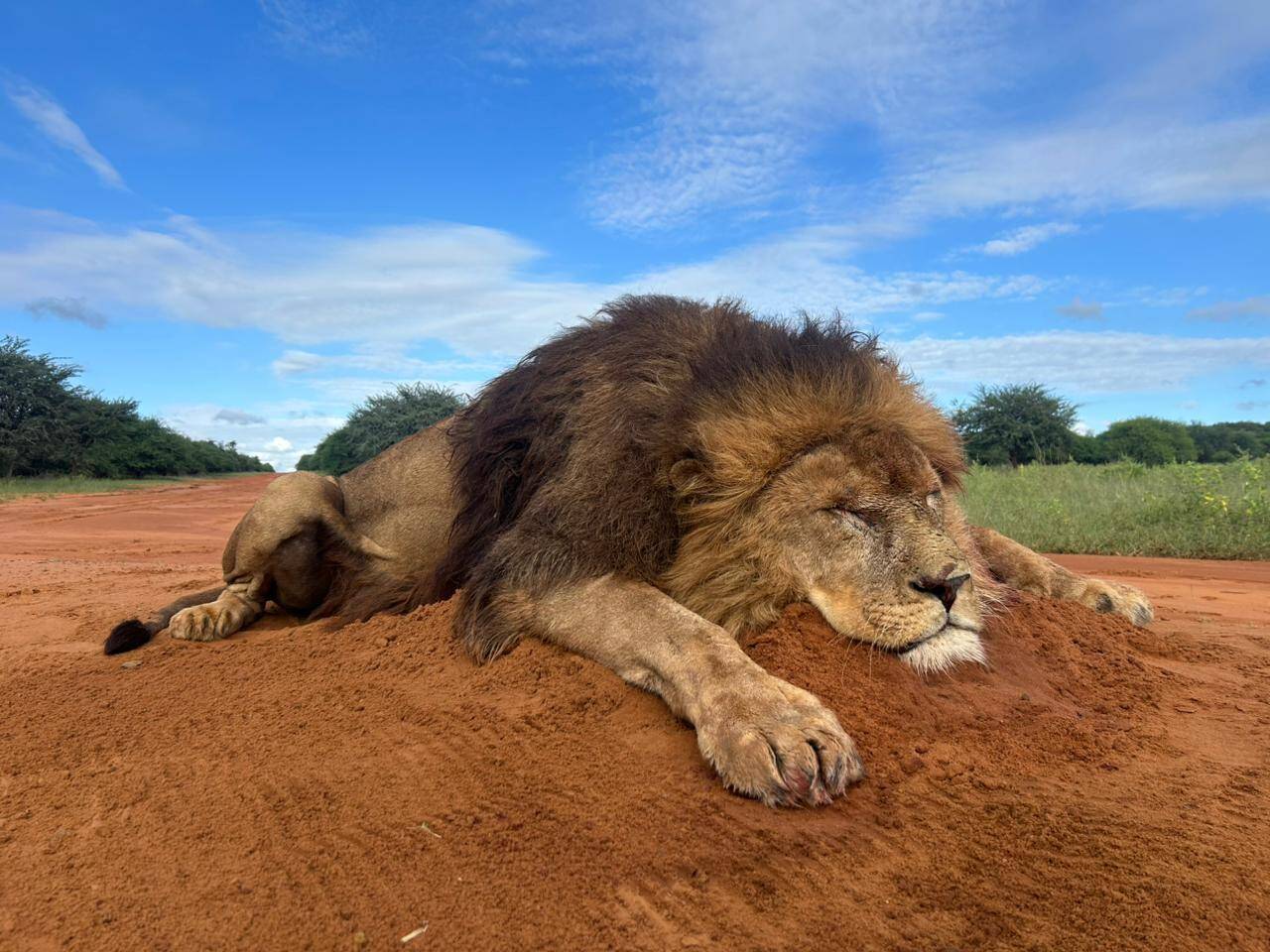 Traditional Lion Hunting Safari in Zimbabwe