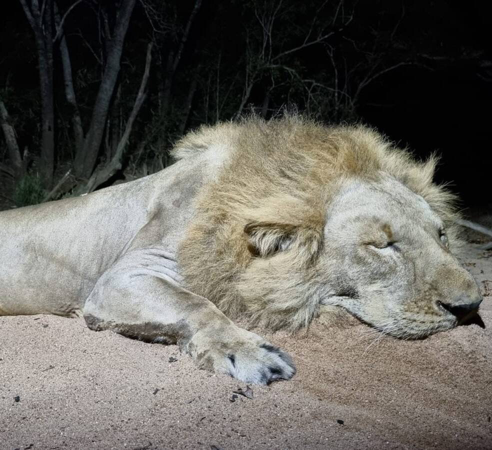 Leopard Hunting in Namibia & Brown Hyena Cancelation Hunt
