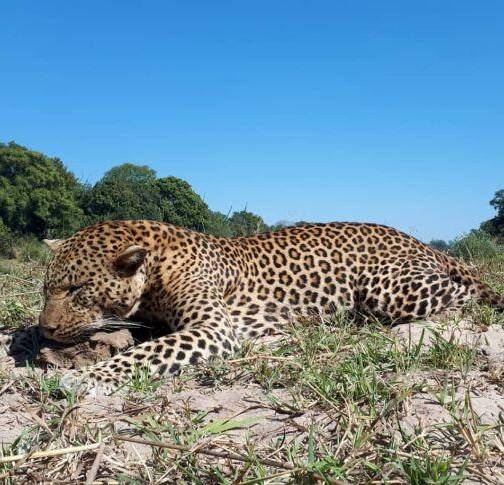 14-Day Leopard & Cape Buffalo Safari in Zambia