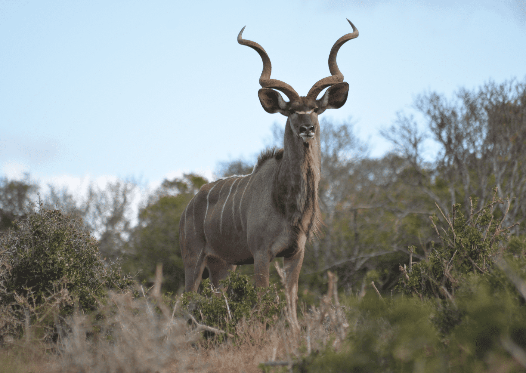 Hunting in South Africa: An Honest Guide for North American Hunters