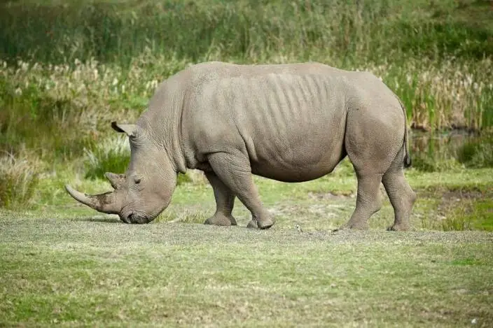 Rhino