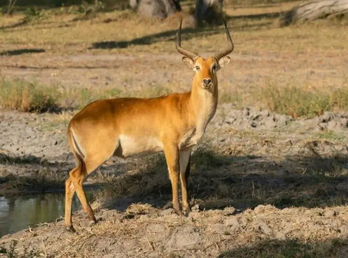 Kafue Lechwe