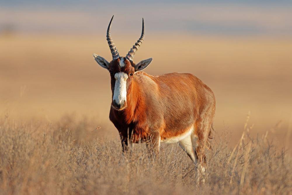 Blesbok