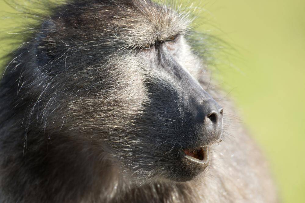 Baboon