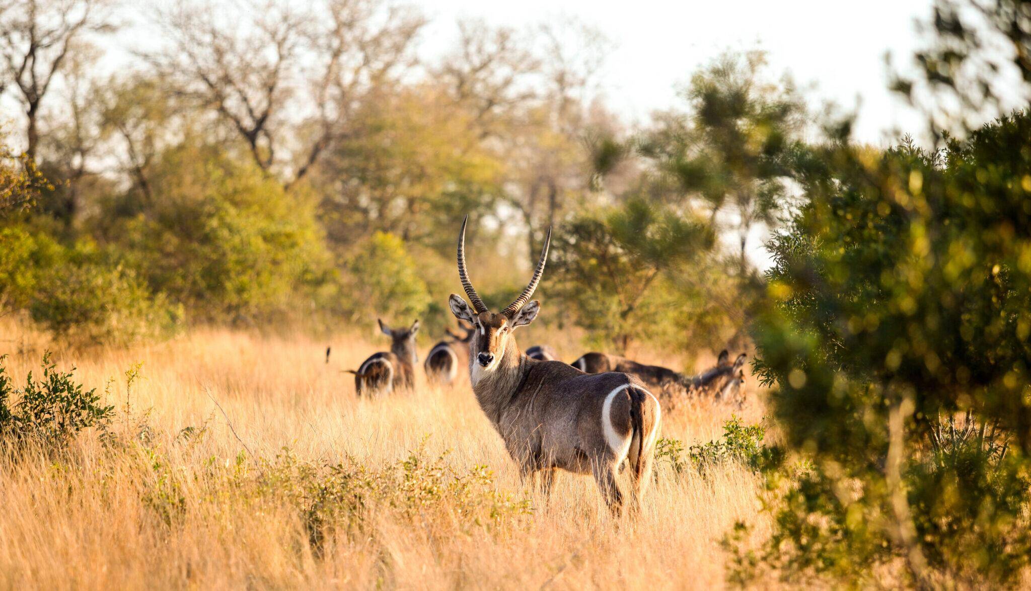 Waterbuck