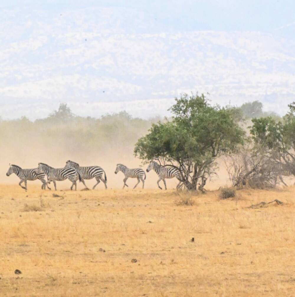 Shahbeck, Tanzanian Outfitter
