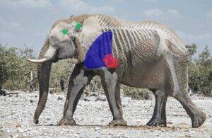 Shot Placement Elephant Side View