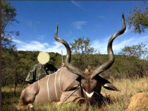 kudu