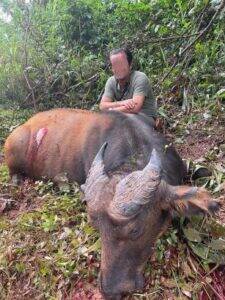 Dwarf Buffalo Hunt